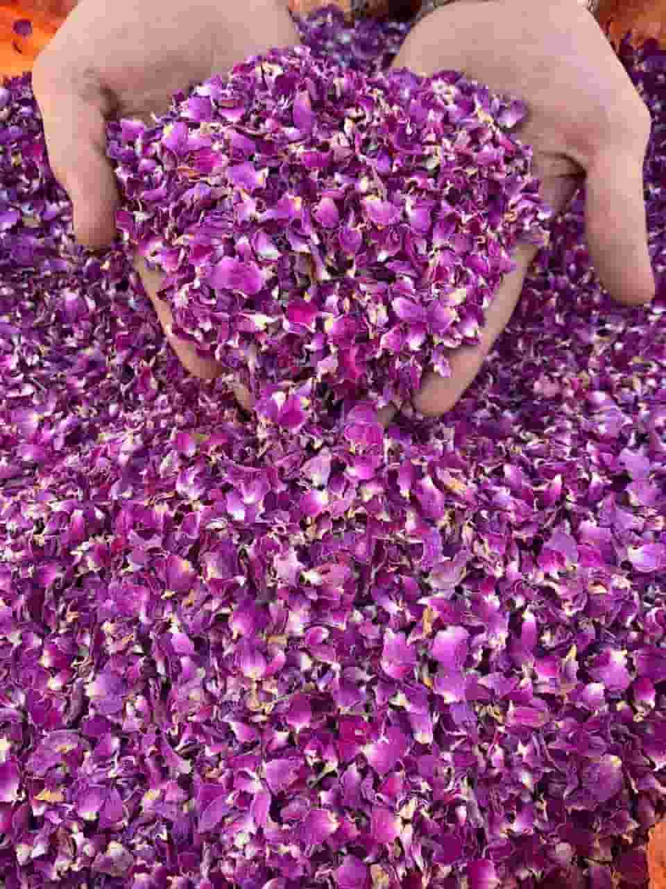 تصویر 1 از غنچه گل محمدی دستچین سنتی اصیل